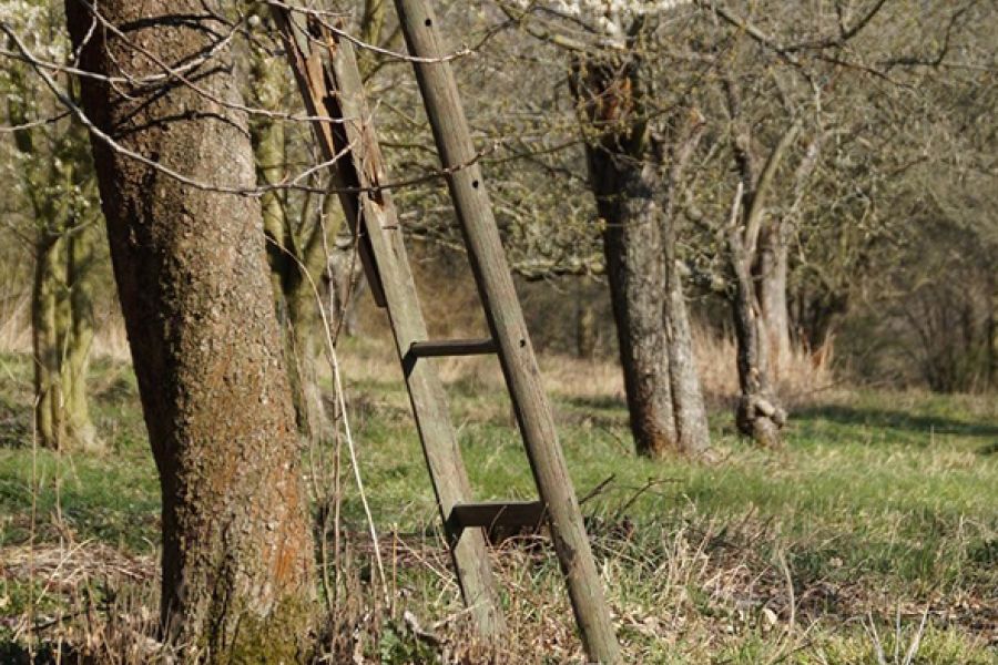 ladder tegen boom in bos